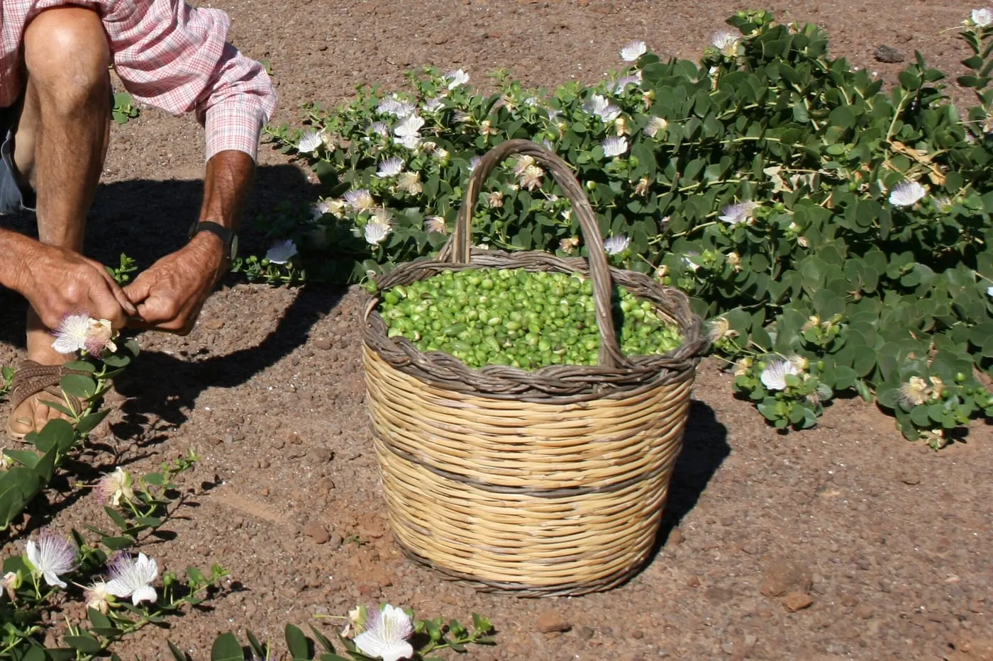 Cestino di capperi verdi appena raccolti a Pantelleria