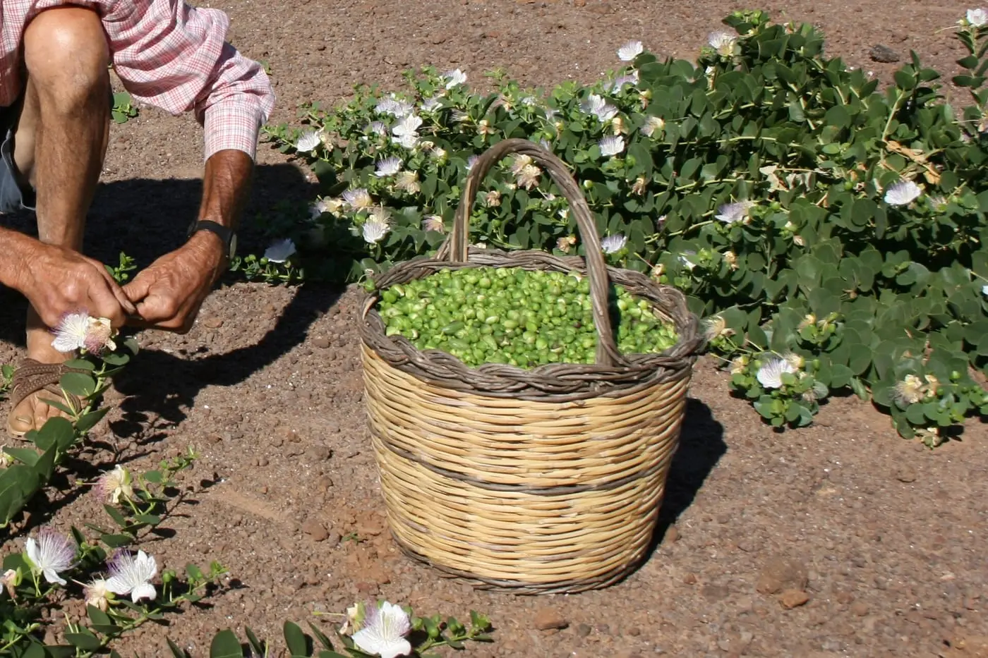 Cestino di capperi verdi appena raccolti a Pantelleria