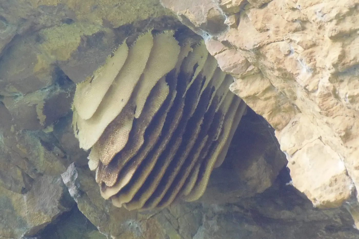 Favo di miele dell’ape nera sicula costruito nella roccia