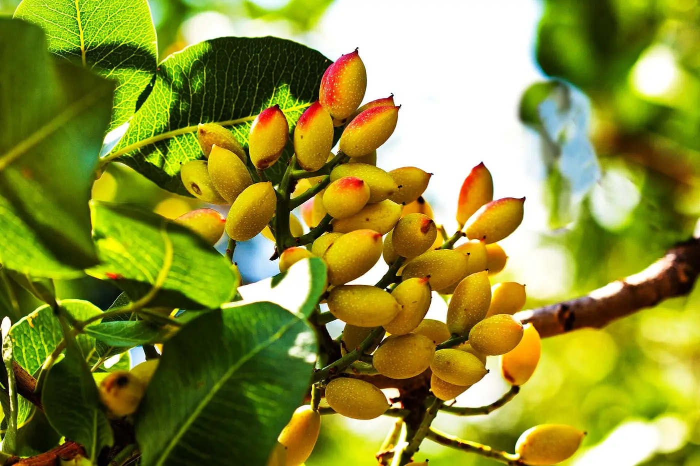 Gruzzi di pistacchi verdi di Bronte con i frutti ancora chiusi